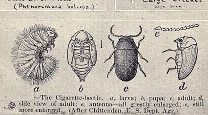 Detail from a book page with illustrations of insects and pests.