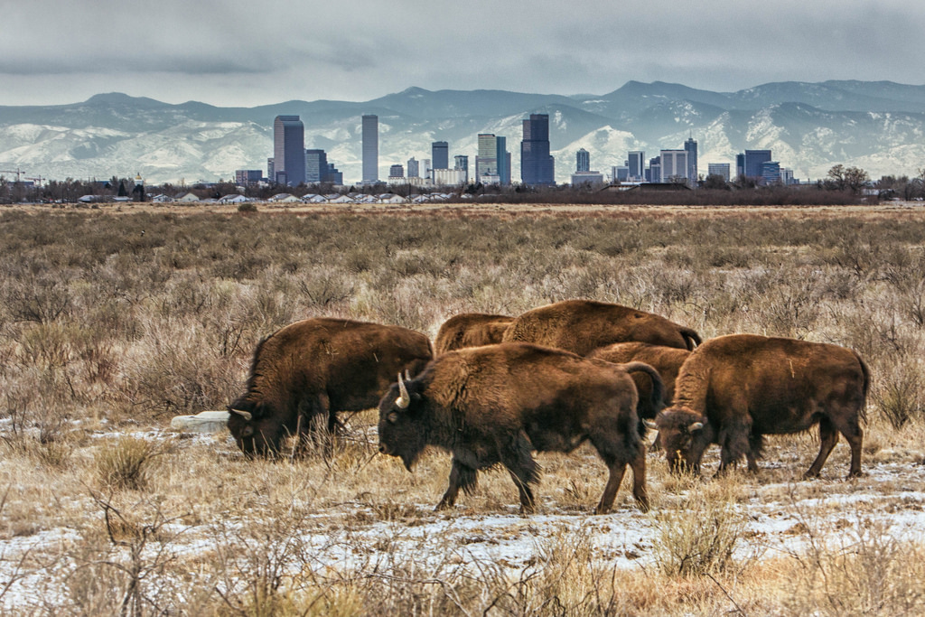 Bison with the Denver skyline. Photograph by Hans Watson, CC BY NC-SA 2.0.