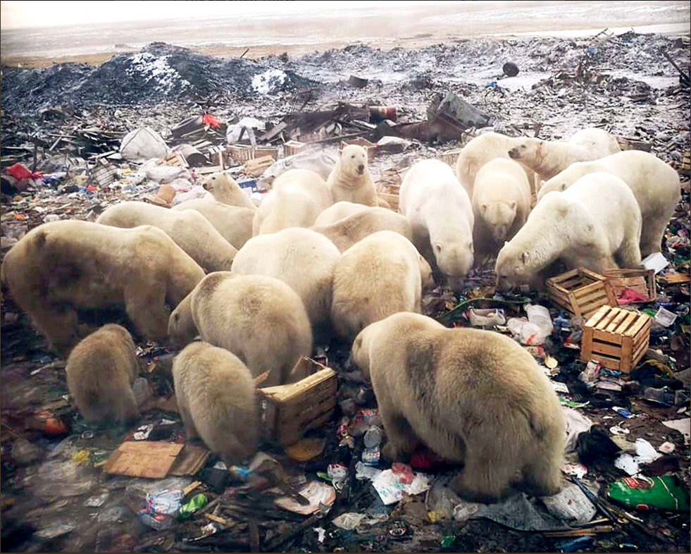 Polar bears. Copyright The Siberian Times, 2019.