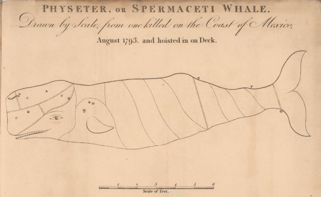 Illustration of a sperm whale by James Colnett, 1798. CC BY-SA 4.0 John Carter Brown Library.
