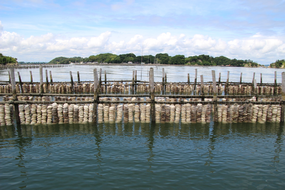 Strings of scallop shells hanging on bamboo oyster fences in Higashi-Matsushima, Miyagi. CC BY 4.0 Mariko Yoshida.