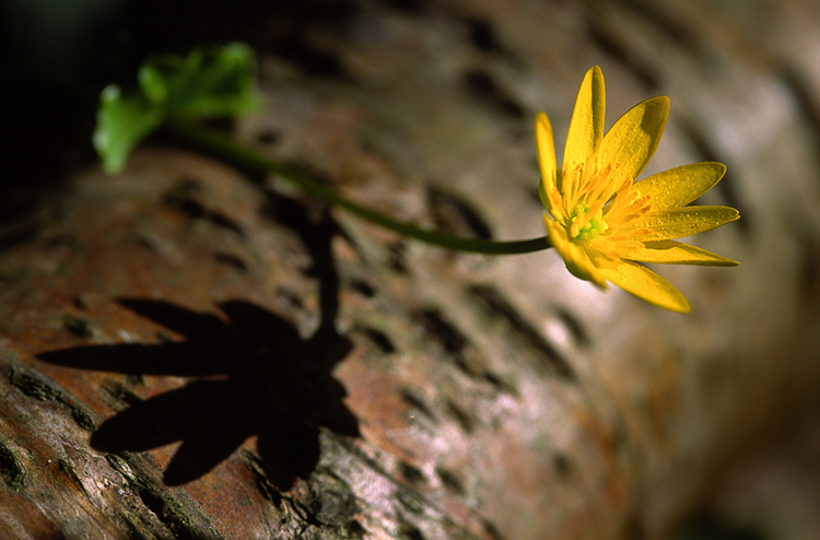 Ficarna verna, a common Spring flower in Rya Forest. © Björn Billing.