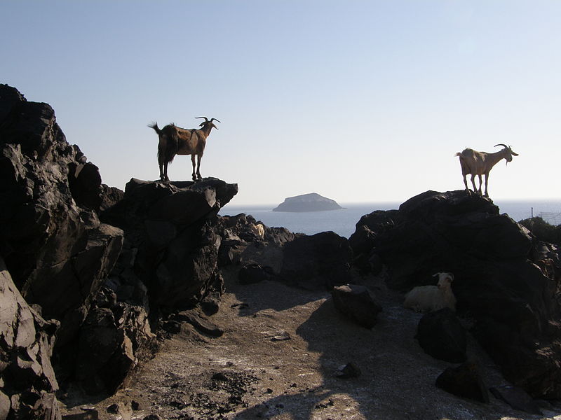 Goats on the island of Palea Kameni, Santorini. CC BY 4.0 Yarl.