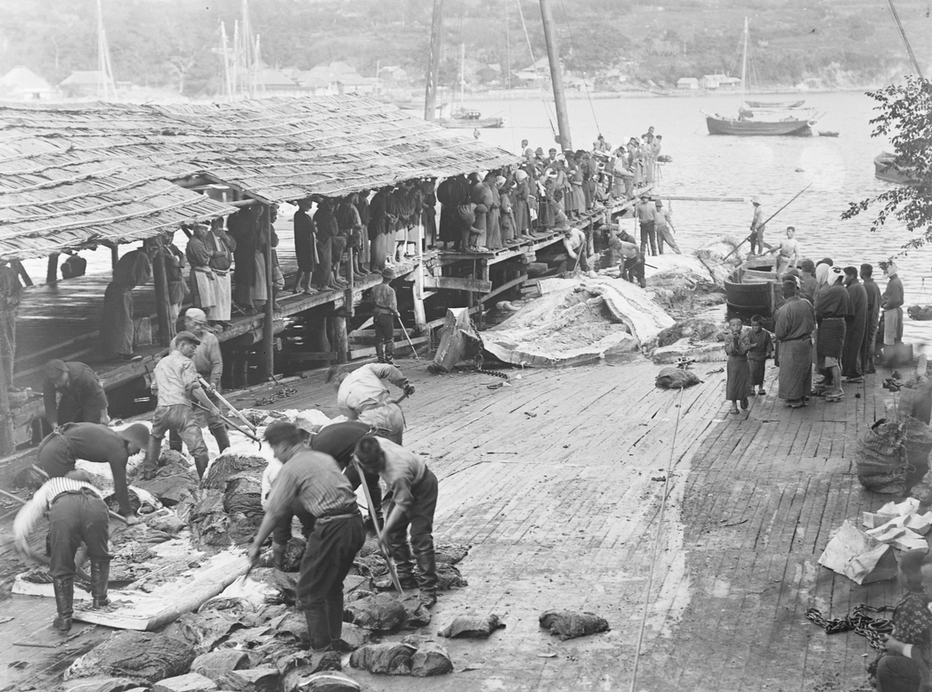 Photo of a Japanese whaling station in 1910.