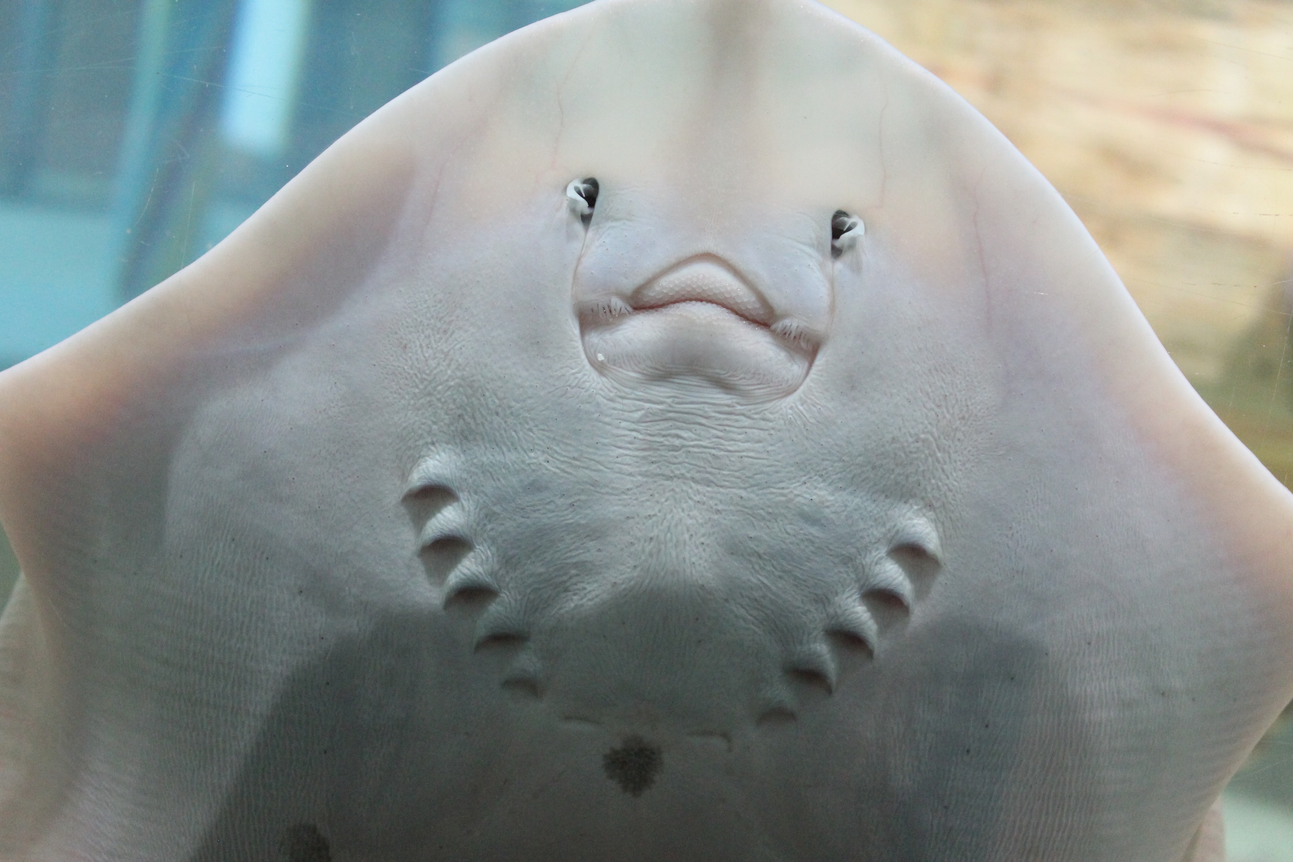 A smiling stingray (its underside) in Portaferry Aquarium. © 2016 Cordula Scherer.