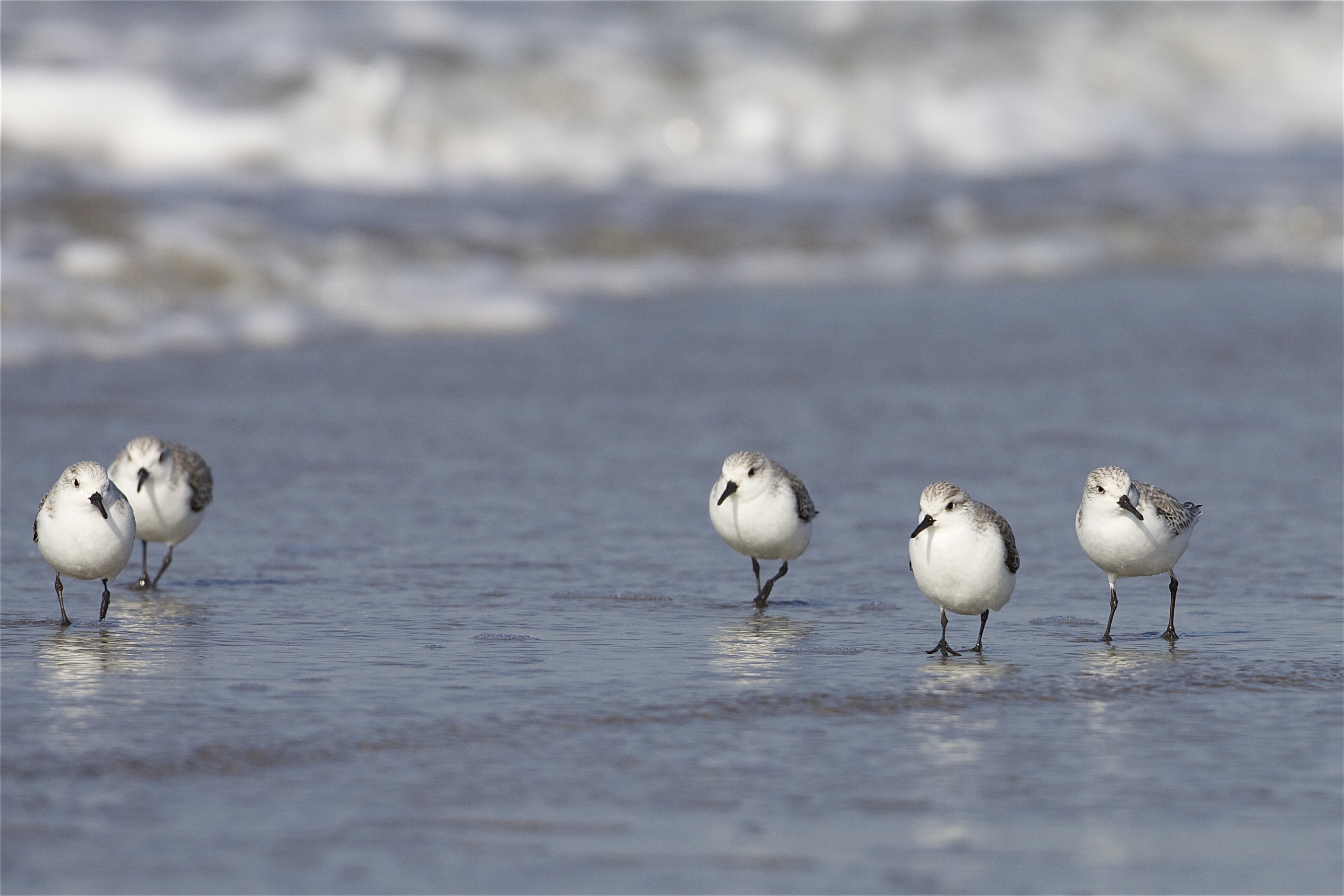 Birds on a beach